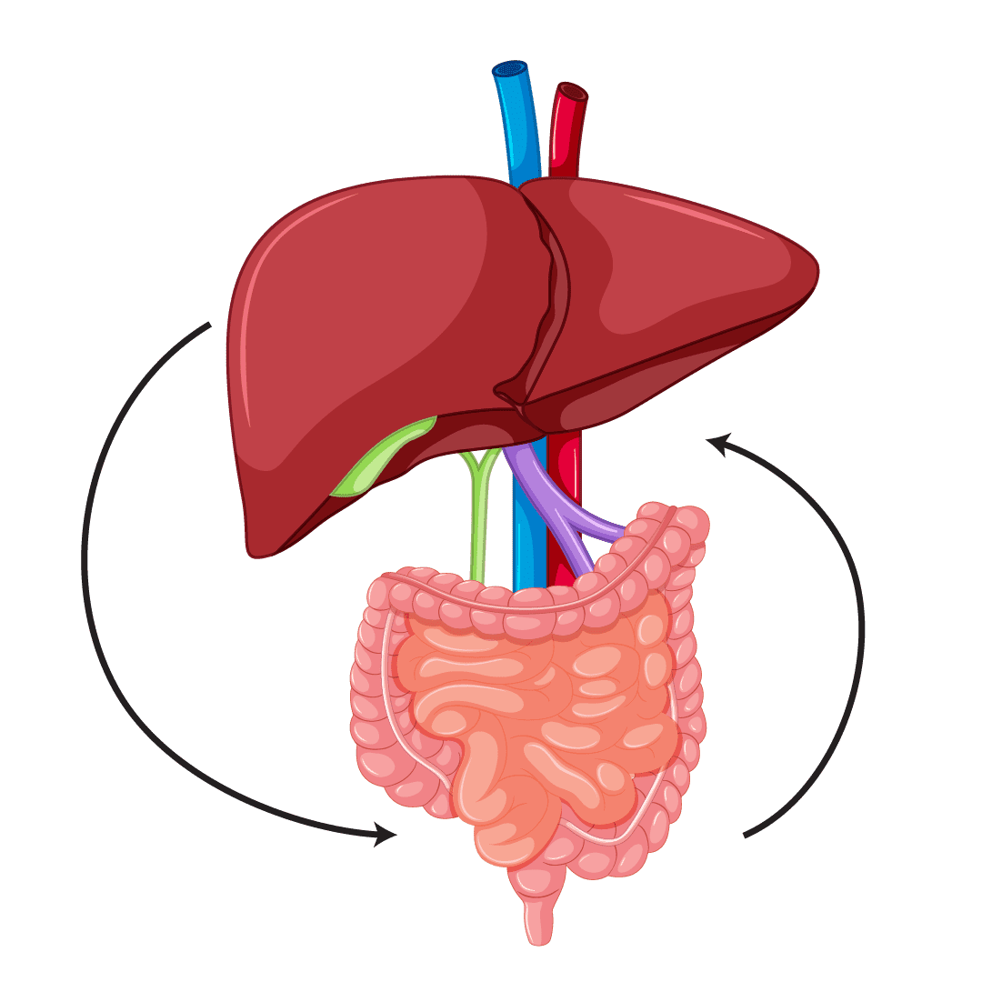 The gut-liver axis diagram