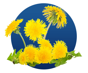 Taraxacum (Dandelion)