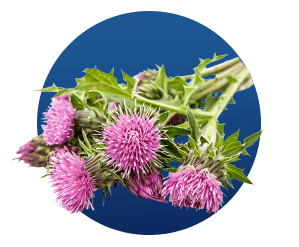 Silymarin (Milk Thistle)