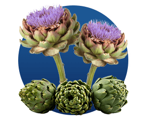 Cynara Scolymus (Artichoke)